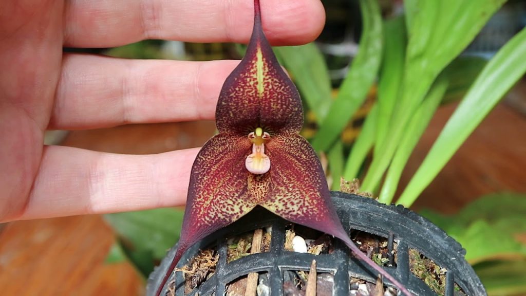 Орхидея-вампир распустилась в «Аптекарском огороде»