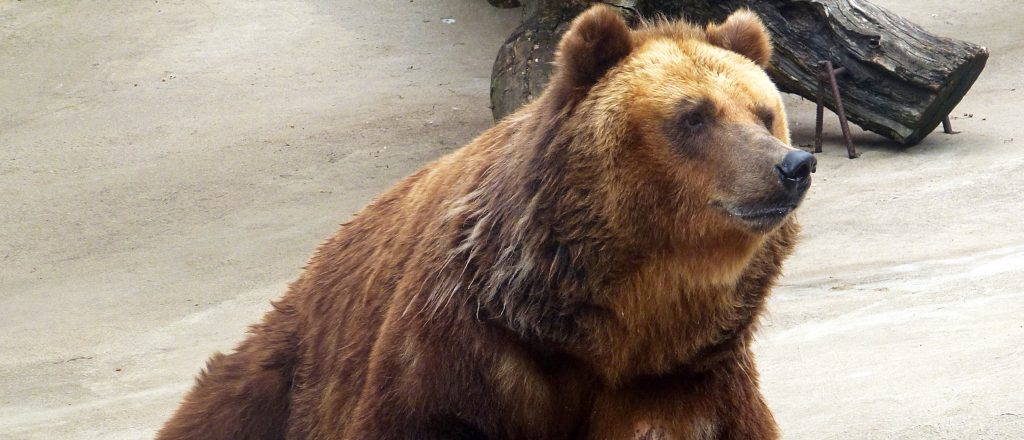 Добрых снов: медведи в Московском зоопарке отправились в зимний сон