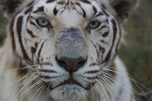 Голубой водяной тигр: интересные факты о талисмане 2022 года