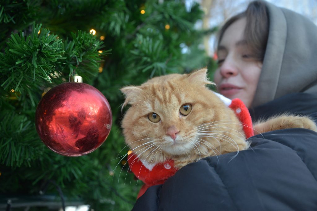 Домашний кот Симба погулял по Таганскому парку. Фото: Анна Малакмадзе, «Вечерняя Москва» 
