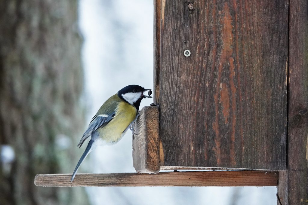 Около 90 видов птиц останутся в Москве на зиму