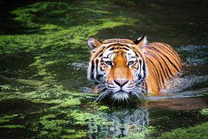Тигр любознателен и практически не чувствует страха. Фото: pixabay.com