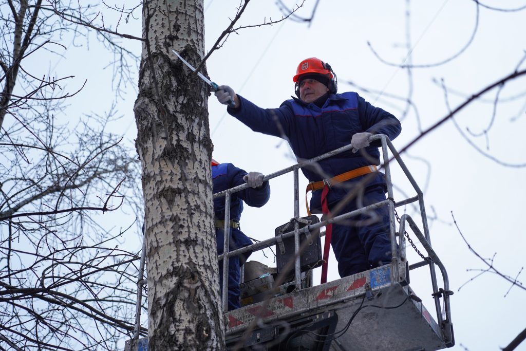 Работники «Жилищника» ликвидировали аварийные деревья в Мещанском районе. Фото: Денис Кондратьев