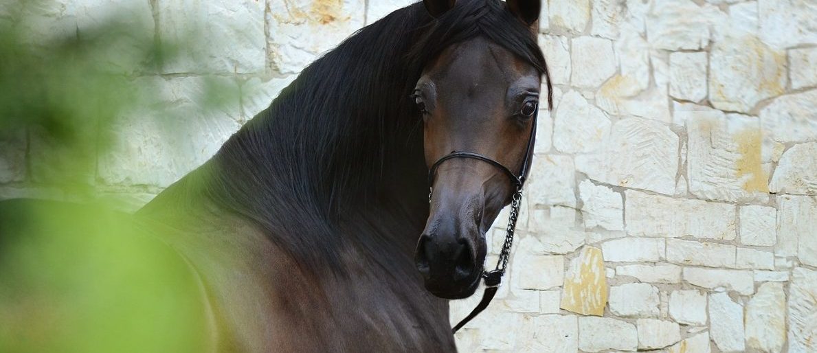 Вокруг света на лошади: об экспедиции расскажут в «Некрасовке». Фото: pixabay.com