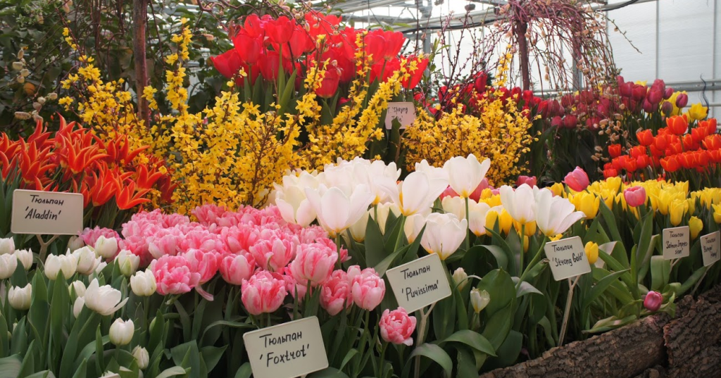 Репетиция весны: выставку тюльпанов откроют в «Аптекарском огороде»