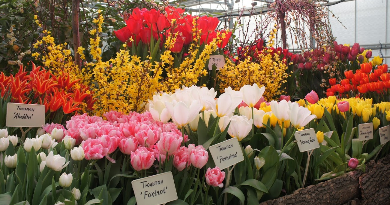 Репетиция весны: выставку тюльпанов откроют в «Аптекарском огороде». Фото предоставили в пресс-службе «Аптекарского огорода»