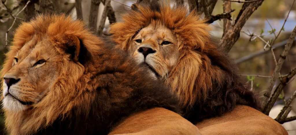 Киперы из Московского зоопарка рассказали о питании львов