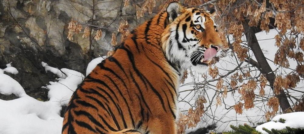 Акцию по сбору новогодних елок скоро завершат в Московском зоопарке