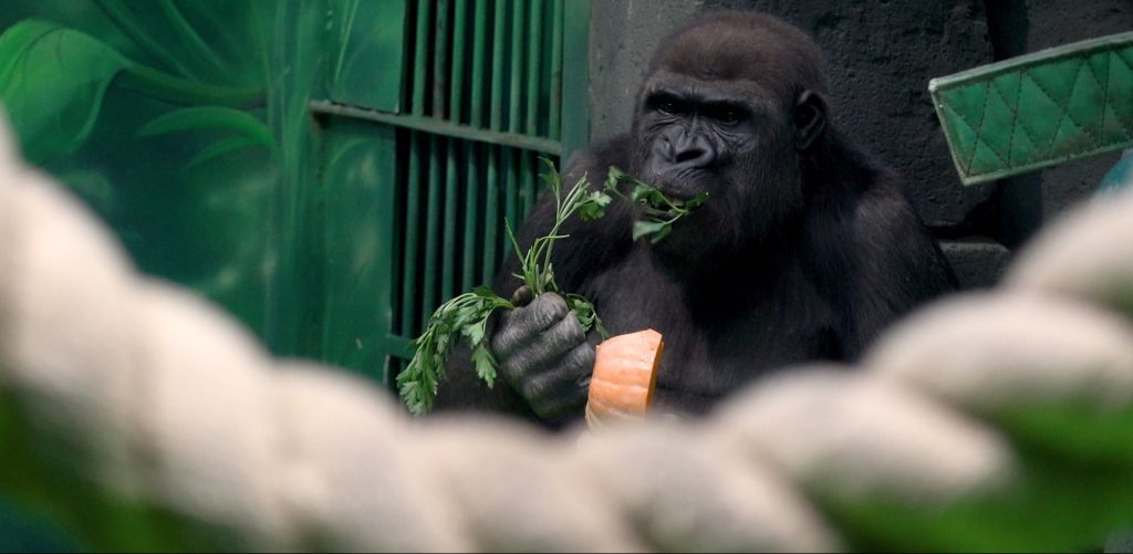 Горилла Квабен  переехал из Московского зоопарка. Фото предоставили в пресс-службе Московского зоопарка
