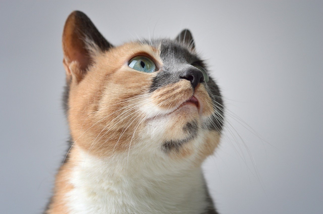 Сотрудники «СпасРезерва» спасли кота из шахты лифта. Фото: pixabay.com
