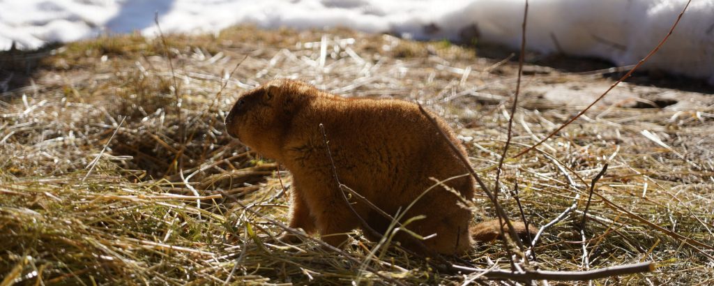 Весенние потепление: сурки в Московском зоопарке вышли из зимней спячки