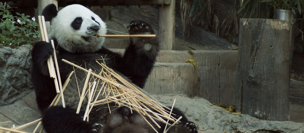 Большие панды: интерактивную программу проведут в Московском зоопарке. Фото: pixabay.com