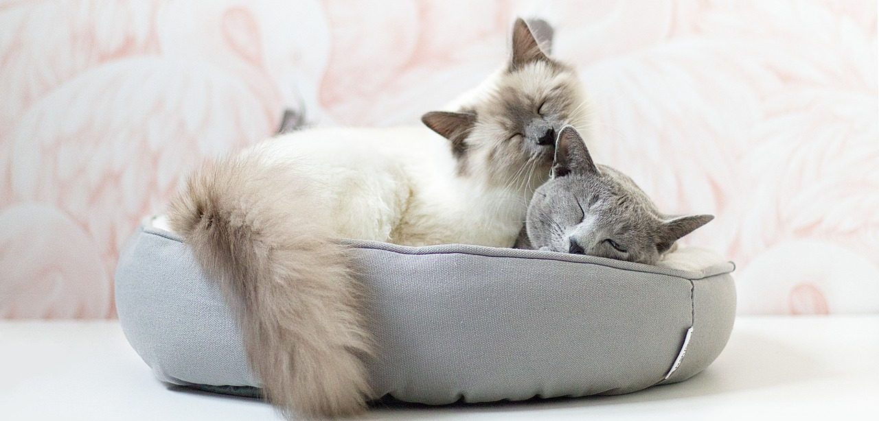 Кошки, котики, котята: выставку откроют в особняке Вишневских. Фото: pixabay.com
