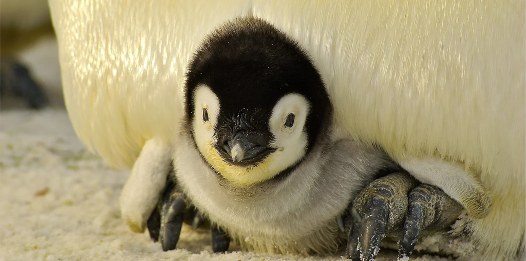 Три пингвиненка вылупились в Московском зоопарке