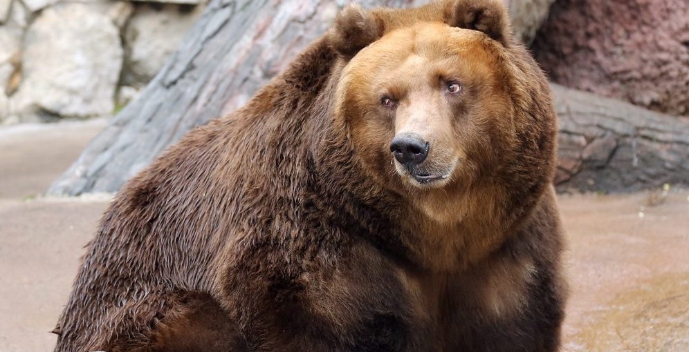 Привет, косолапые: медведи проснулись в Московском зоопарке