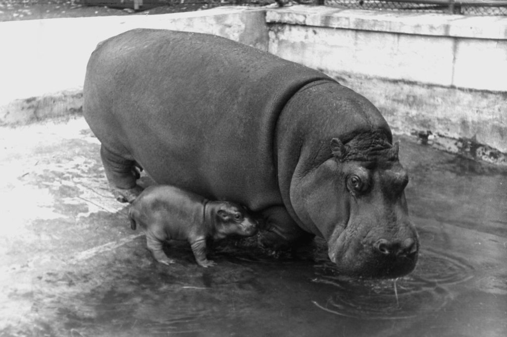 1943 год. Бегемотик Август с мамой Гретой. Фото предоставили в архиве Московского зоопарка