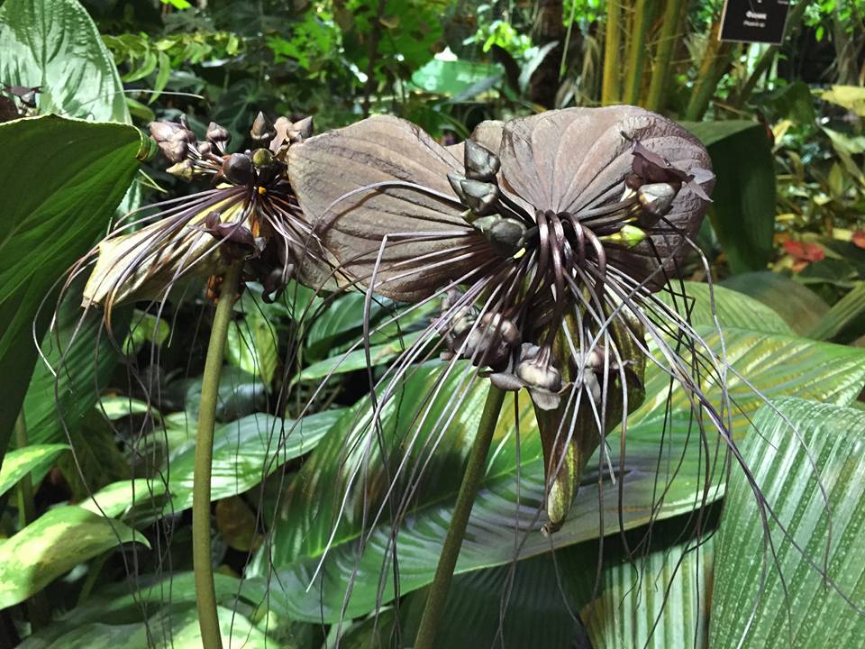 Растение «Цветок дьявола» расцвело в Ботаническом саду МГУ