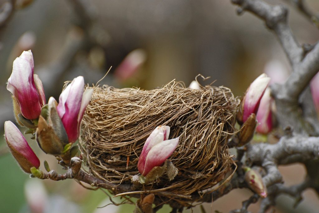 Птицы в Москве начали вить гнезда на природных территориях