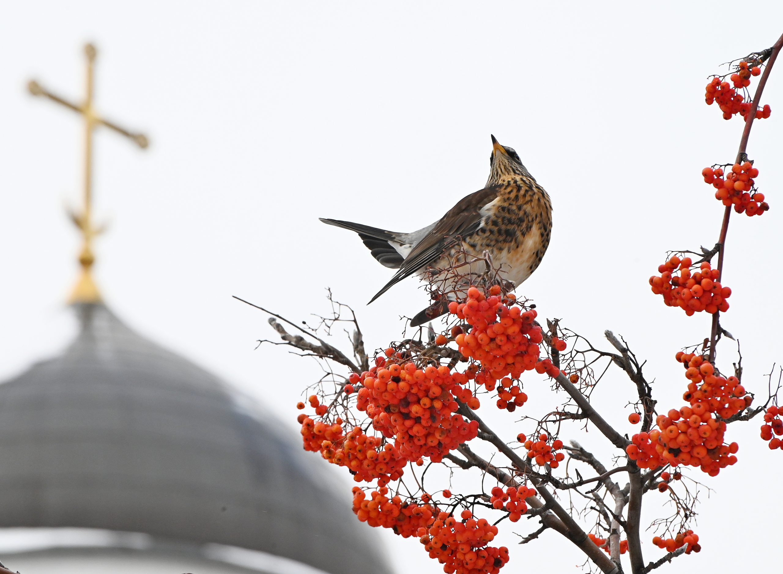 В столице уже начали петь первые птицы. Фото: архив, «Вечерняя Москва»