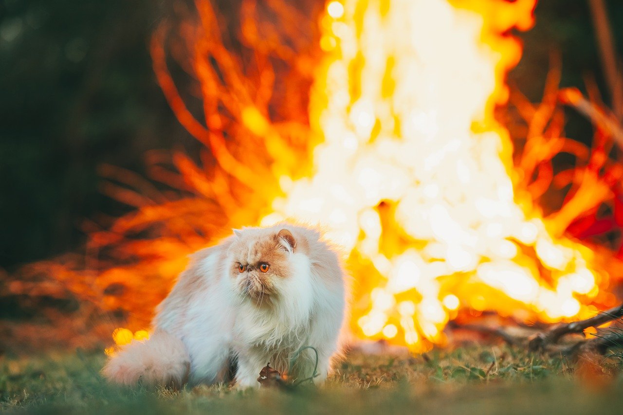 Пожарные эвакуировали из огня женщину и двух кошек. Питомцам провели кислородную терапию и профилактику переохлаждения. Фото: pixabay.com