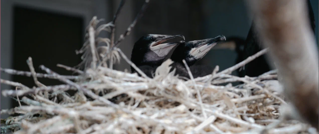 Птенцы бакланов вылупились в Московском зоопарке