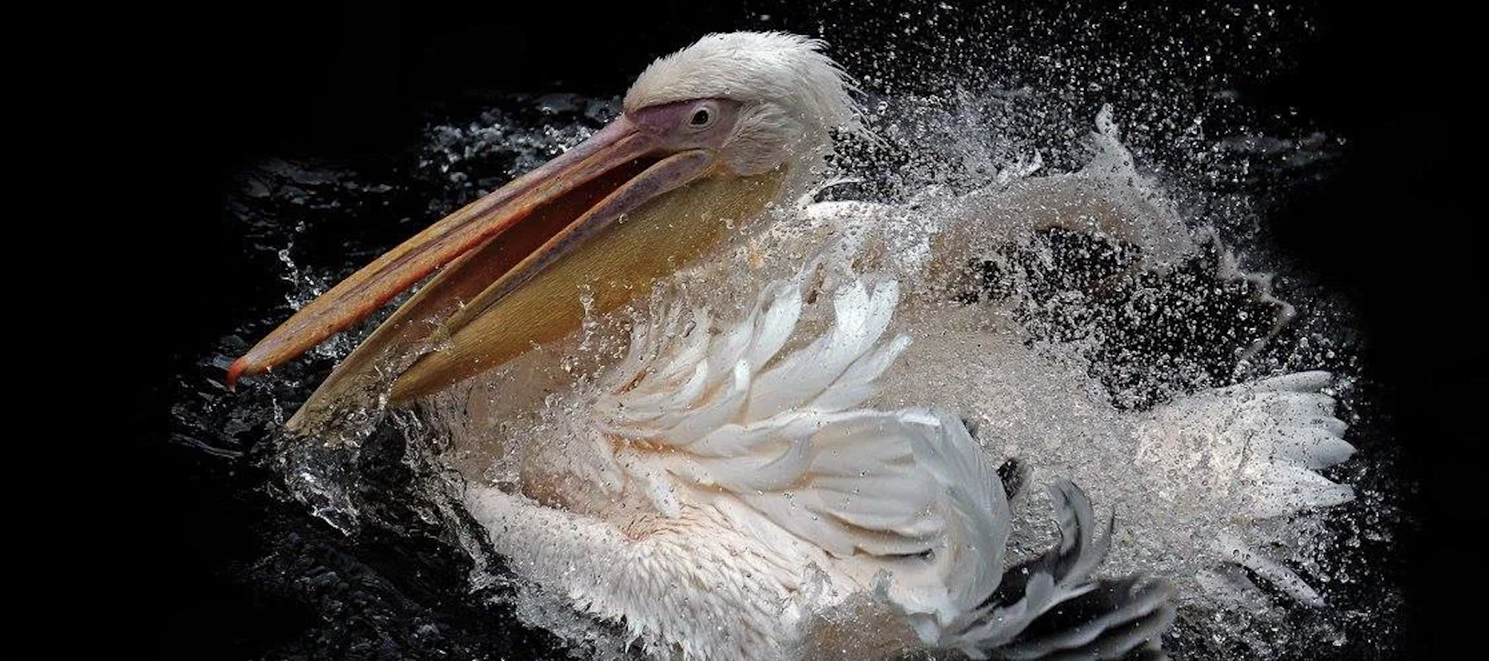 Пеликанов в Московском зоопарке переселили в летний пруд. Фото: пресс-служба Московского зоопарка