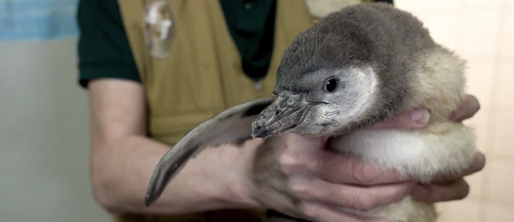 Два пингвиненка Гумбольдта вылупились в Московском зоопарке