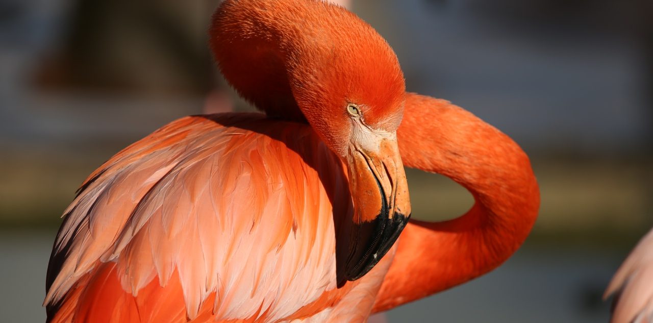 Розовых и красных фламинго выпустили в летний вольер в Московском зоопарке. Фото: пресс-служба Московского зоопарка