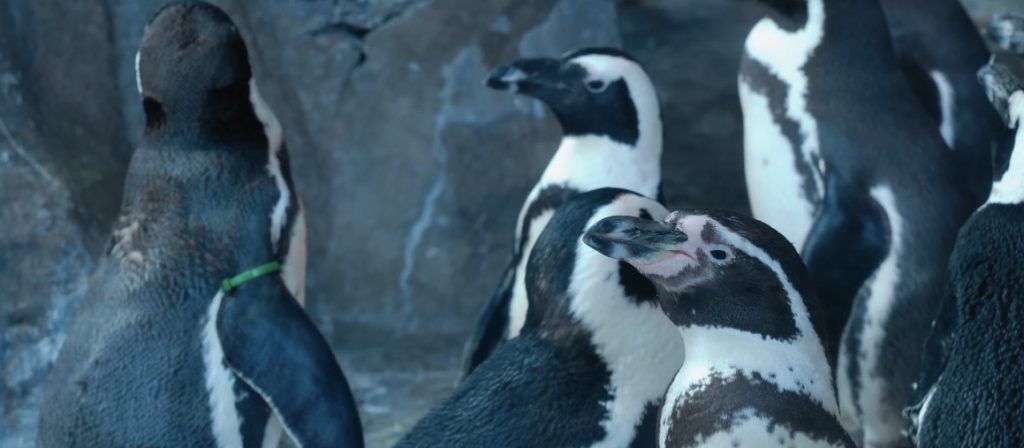 Пингвины Гумбольдта в Московском зоопарке переехали в летний вольер