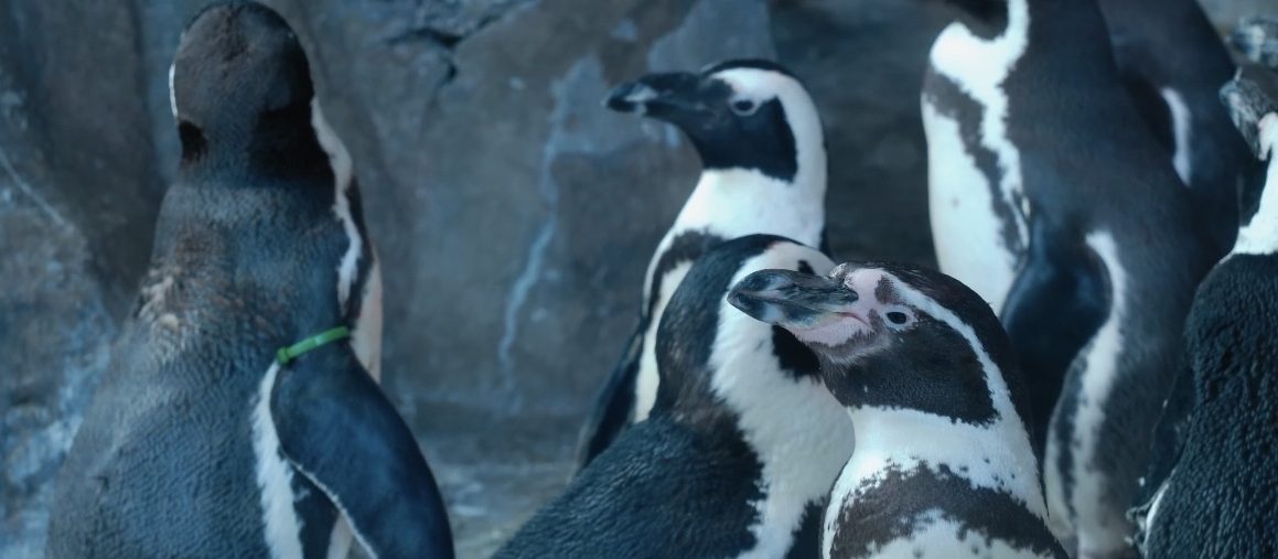 Пингвины Гумбольдта из Московского зоопарка переехали в летний вольер. Фото: пресс-служба Московского зоопарка