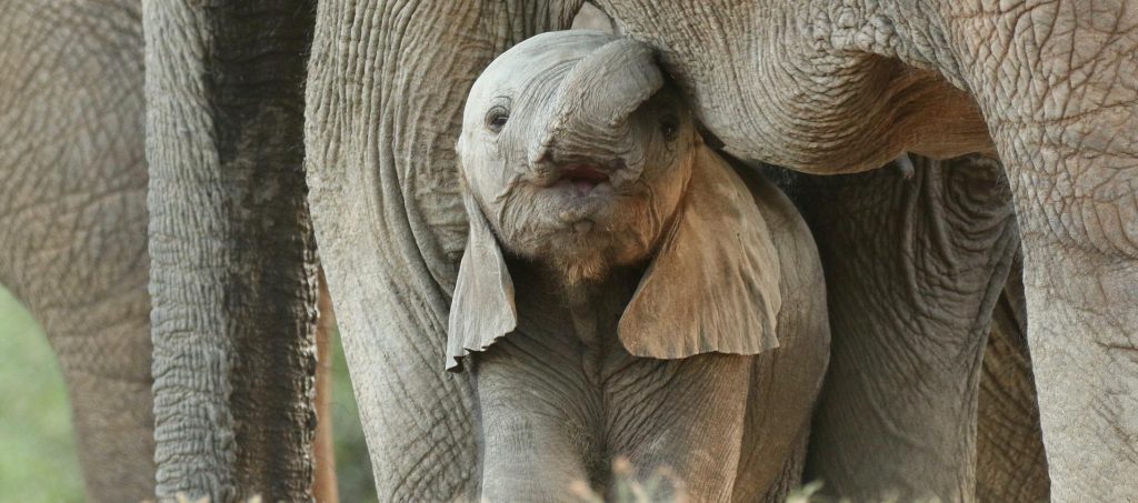 Обзорную площадку у вольера слонов открыли в Московском зоопарке