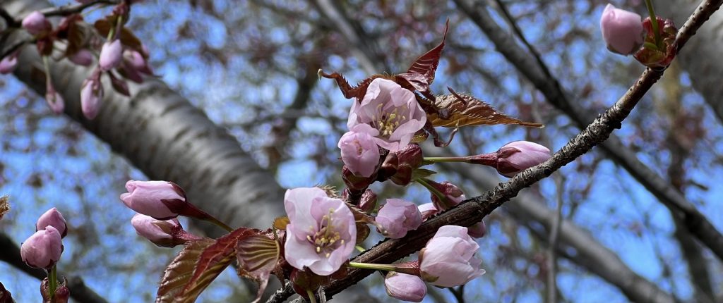 Розовое чудо: первая сакура расцвела в «Аптекарском огороде»