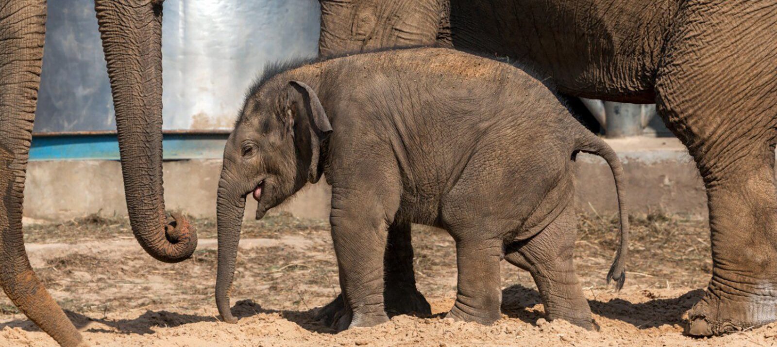 Всемирный день защиты слонов в зоопарках отмечают 20 июня. Фото: пресс-служба Московского зоопарка