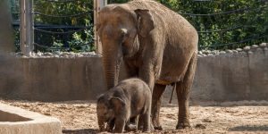 Сегодня всеобщими любимцами гостей Московского зоопарка является семья из четырех слонов. Фото: пресс-служба Московского зоопарка