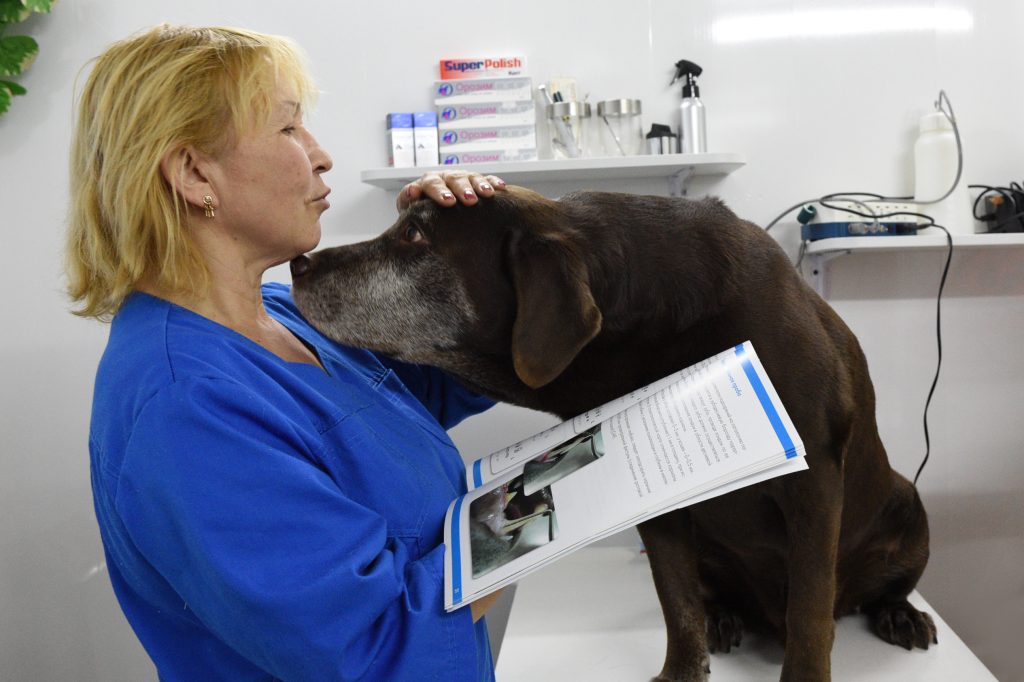 Свыше 80 пунктов вакцинации от бешенства откроют на площадках для выгула собак в Москве