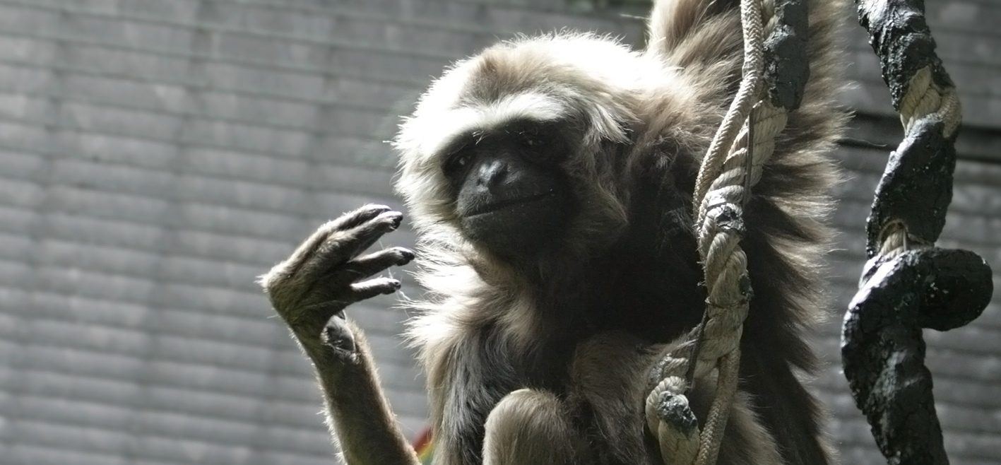 Животное переместили из вольера в «Доме обезьян» на «Малый пруд». Фото предоставили в пресс-службе Московского зоопарка