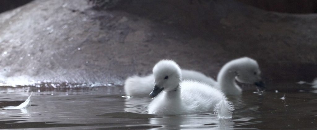 Черная шейка: два птенца южноамериканских лебедей вылупились в Московском зоопарке