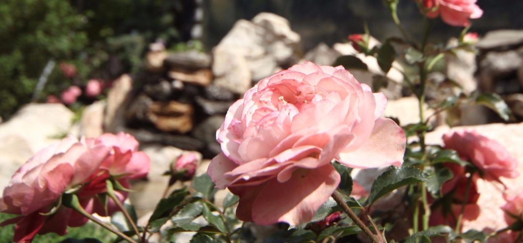 Садовые розы и мускусные гибриды представят на выставке в «Аптекарском огороде»