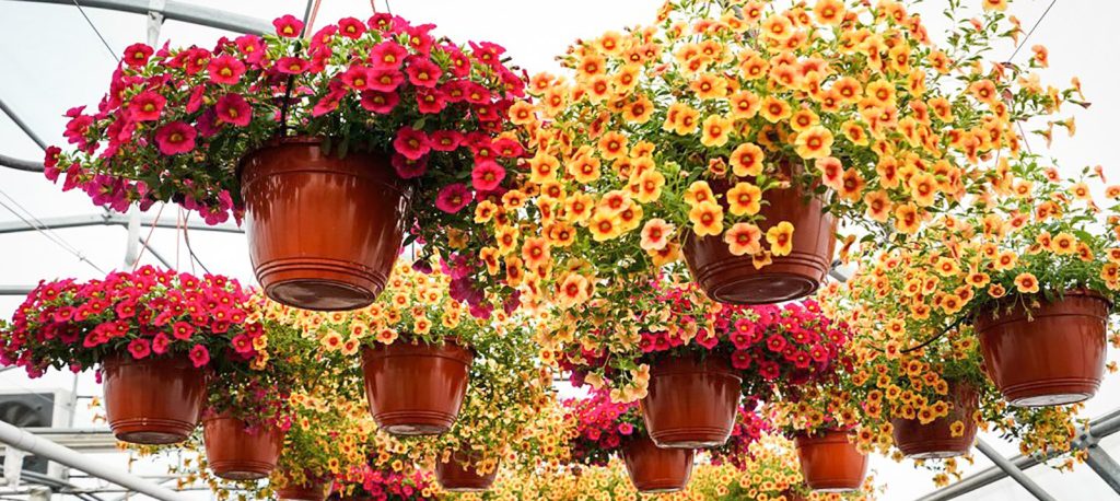 Вертикальные сады: цветочные кашпо украсили центр столицы