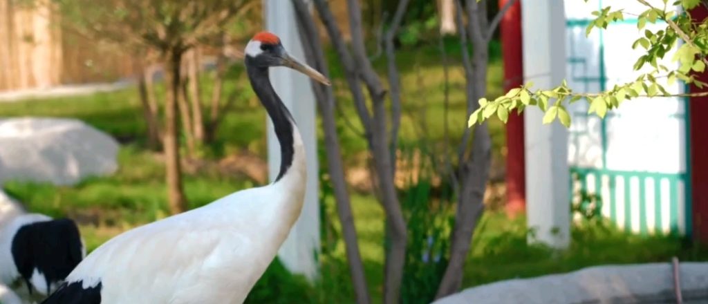 Птица счастья: вольеры создали для японских журавлей в Московском зоопарке