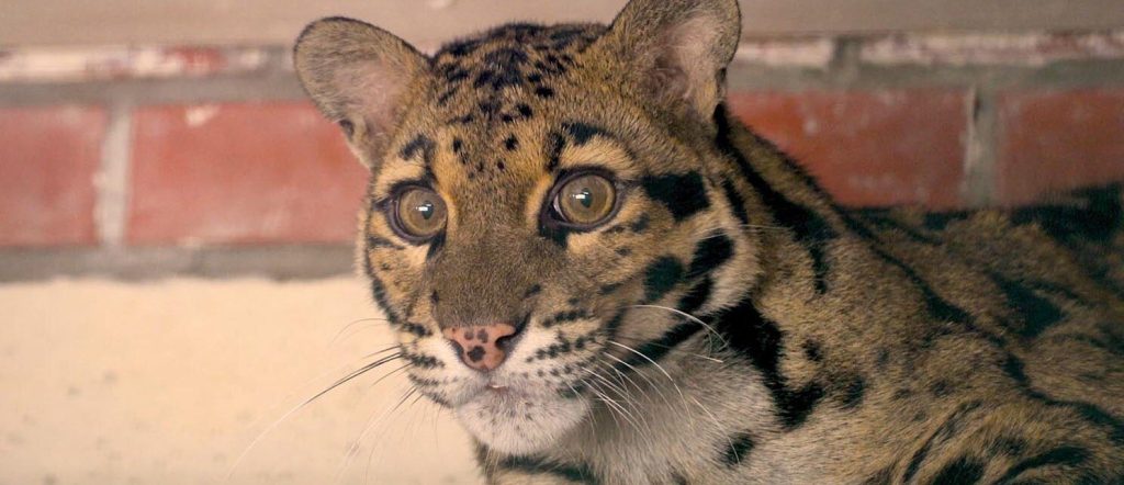Дай лапу: Московский зоопарк рассказал о самых опекаемых животных