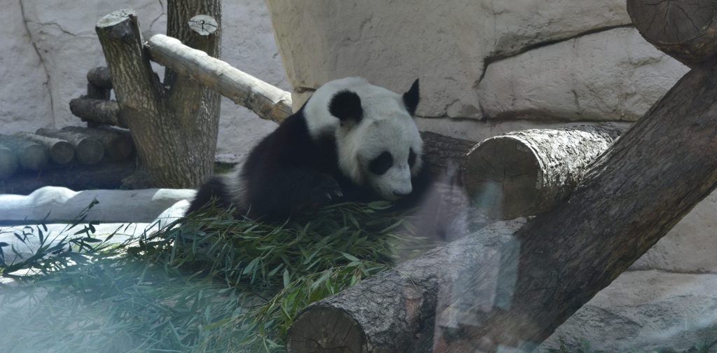 Игривые Жуи и Диндин: представители Московского зоопарка поделились видео развлечений панд
