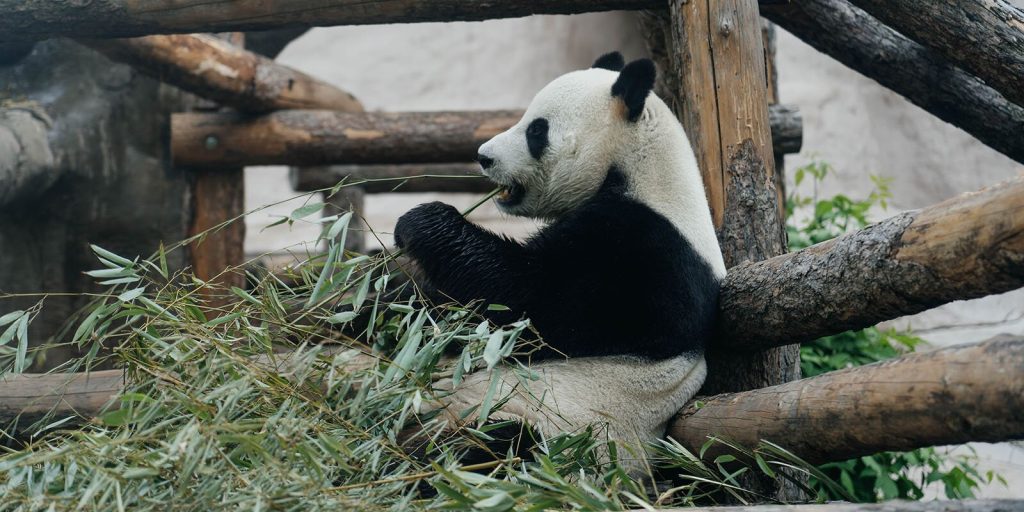 Успеха, радости, везения: панды Московского зоопарка отметят день рождения