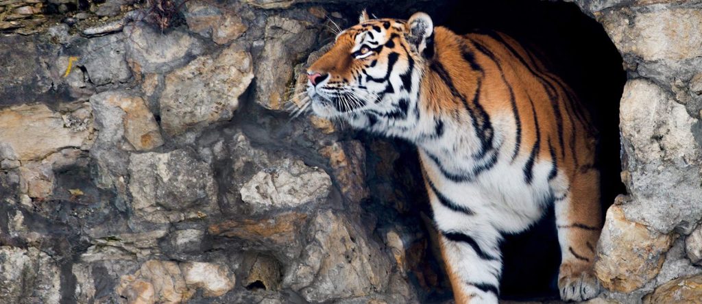 Полосатый хищник: тигра Степана поздравили с профессиональным праздником в Московском зоопарке