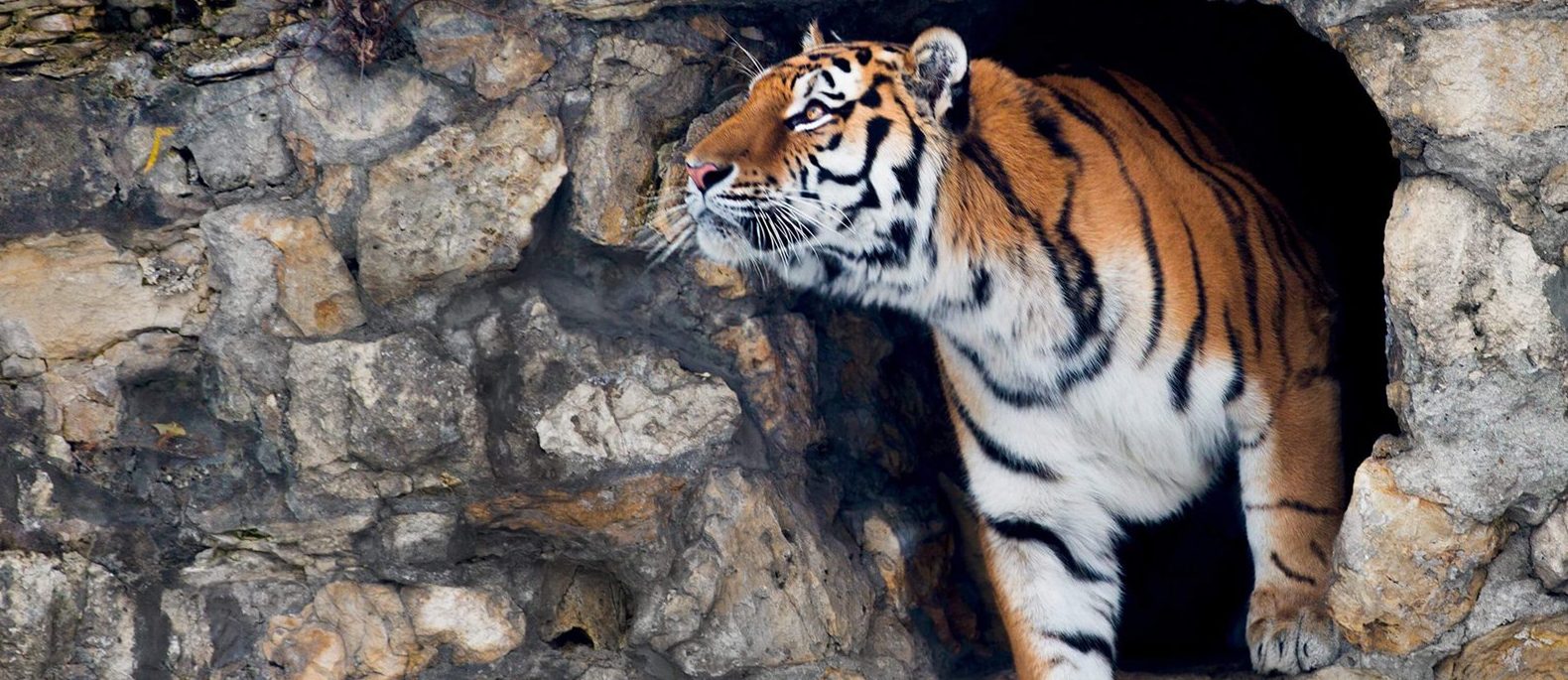 Главная цель даты — рассказать людям о проблеме исчезновения тигров и способах их защиты. Фото: сайт мэра Москвы