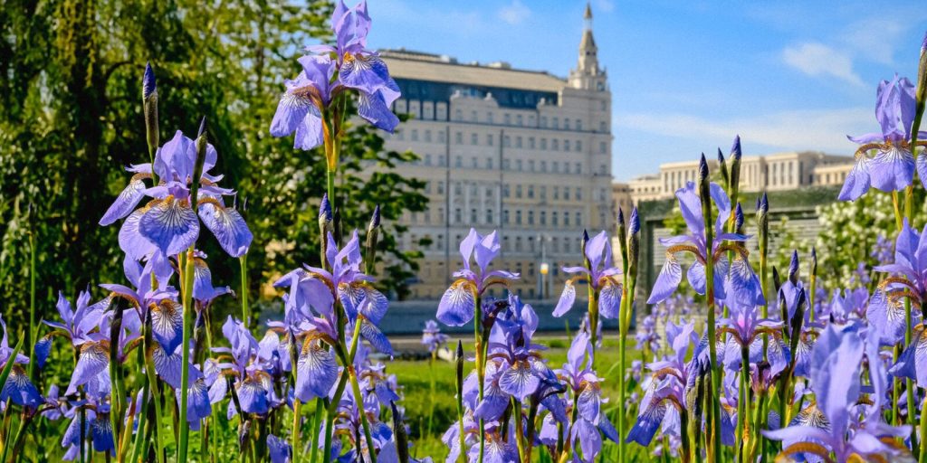 Жизнь в ярких цветах: около 55 миллионов цветов расцветет на центральных улицах и в парках Москвы
