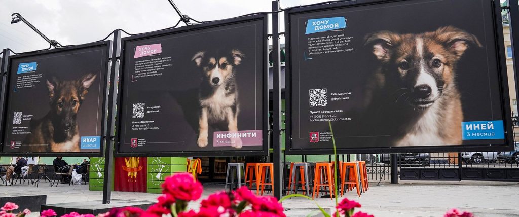 Хочу домой: фотовыставки животных из городских приютов открыли в Климентовском переулке и на Школьной улице