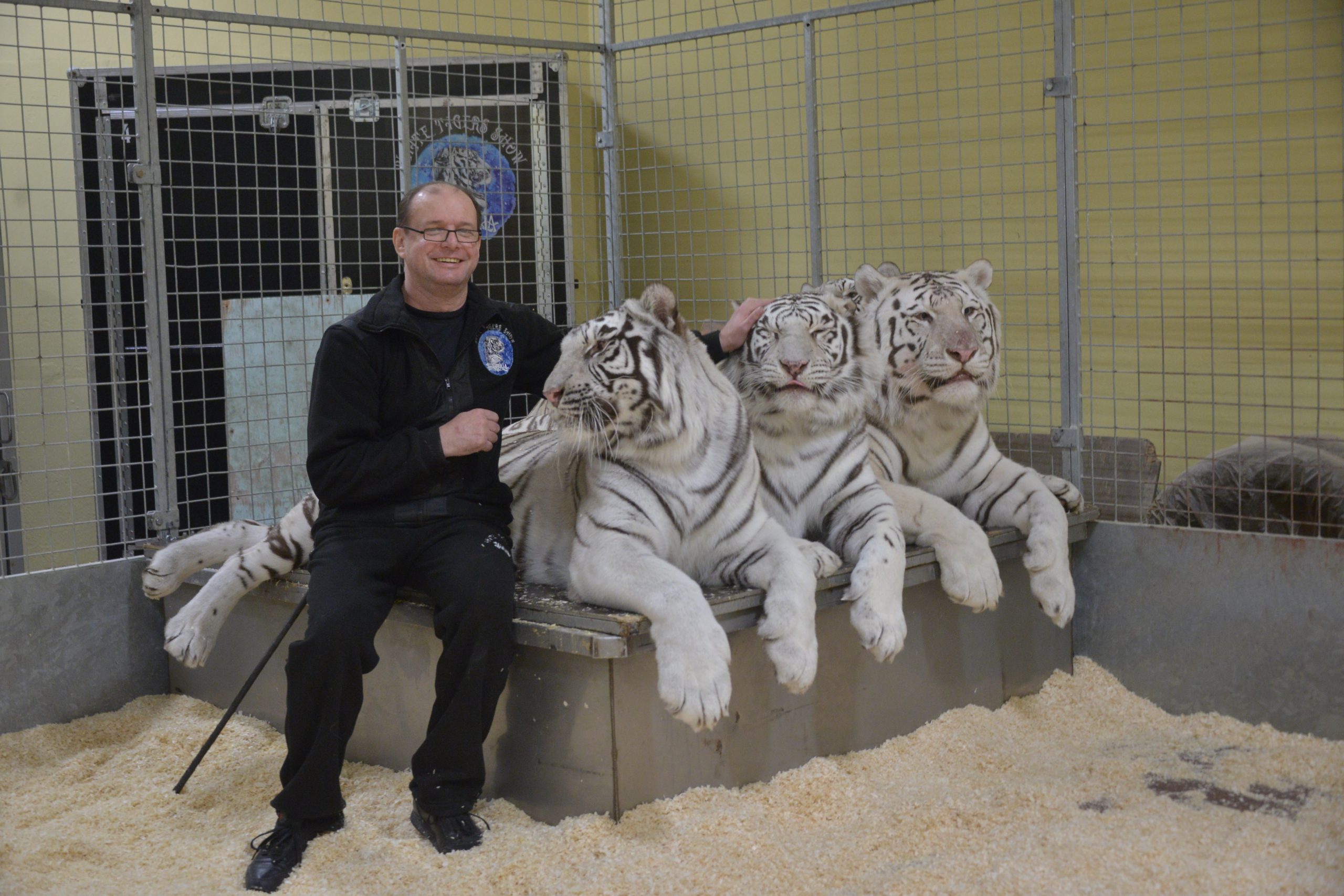 21 декабря 2021 года. Сергей Нестеров в Цирке Никулина работает с белыми бенгальскими тиграми. В кадр попали только три «кота», а всего их в группе пять. Фото: Анна Малакмадзе, «Вечерняя Москва»