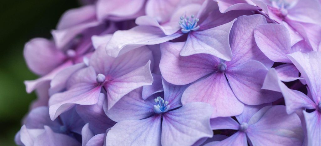 Унылая пора, очей очарованье: осенние цветы выставят в «Аптекарском огороде»