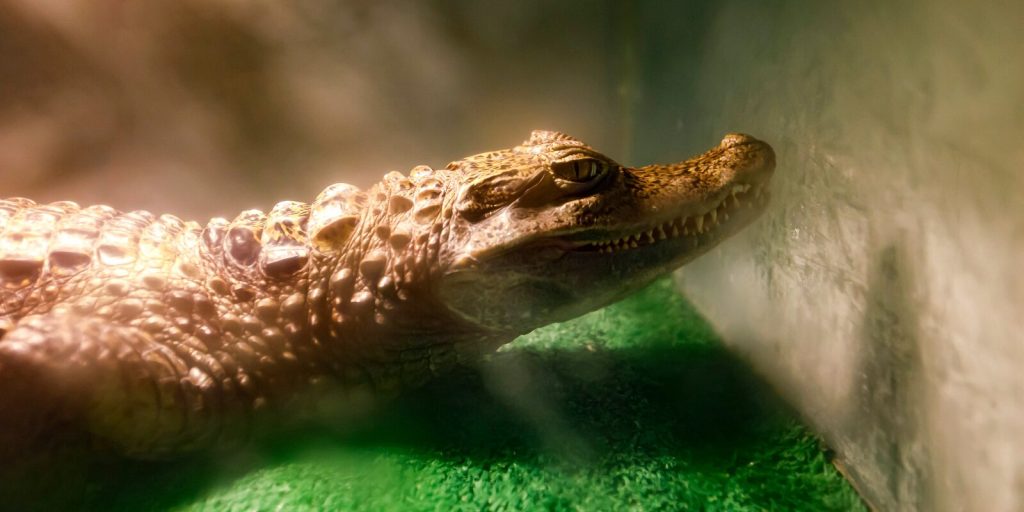 Паркуша и Крока: жители столицы проголосуют за новое имя крокодила из Московского зоопарка